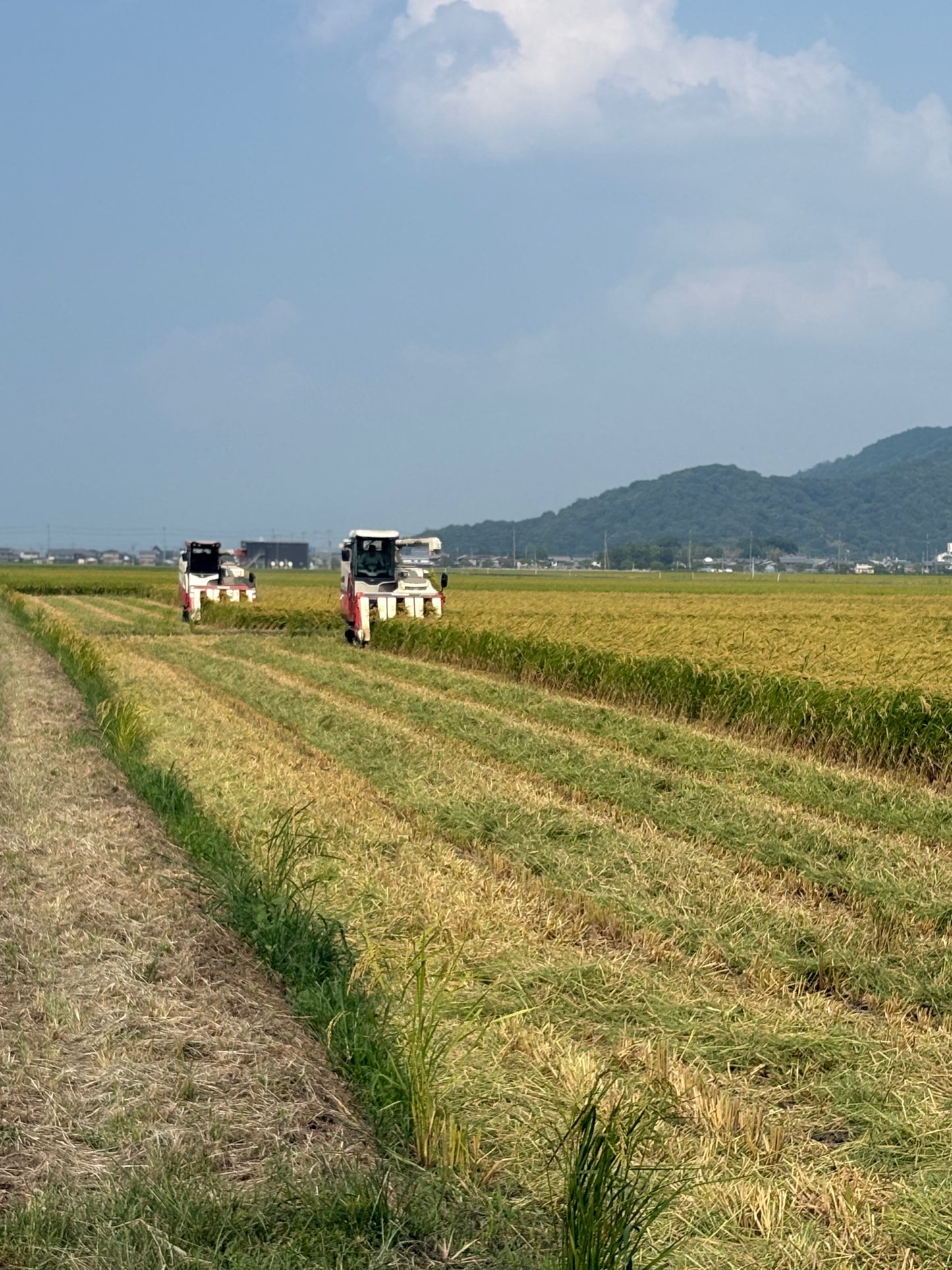 令和7年産 ミルキークィーン 5kg  白米