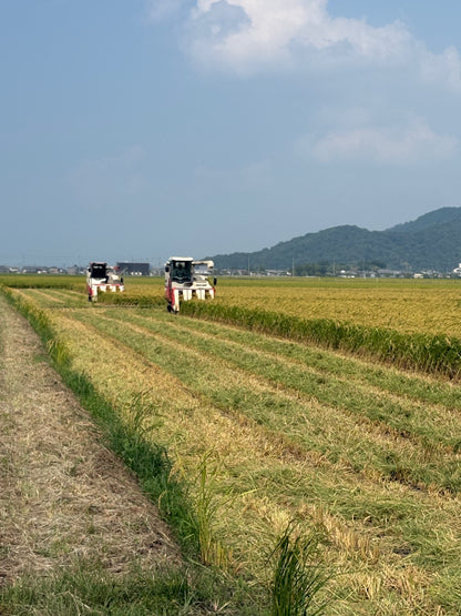 令和7年産 ミルキークィーン 5kg  白米