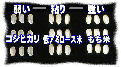 令和7年産 コシヒカリ 5kg 白米